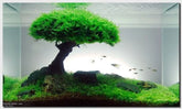 ADA peacock moss Taxiphyllum peacock moss IC808